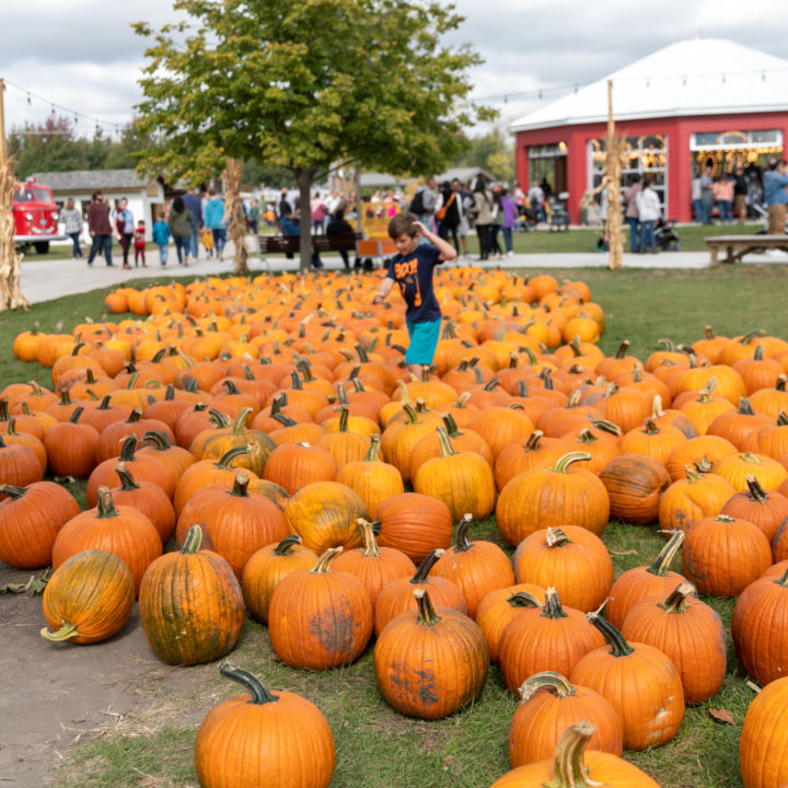 Westpointpumpkinpatch 23 1 Scaled Pumpkin Fest Chicago Westpoint Financial Group