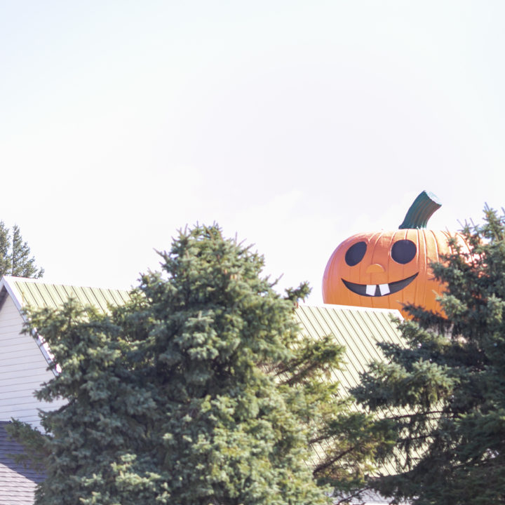 Westpointpumpkinpatch 360 1 Scaled Pumpkin Fest Chicago Westpoint Financial Group