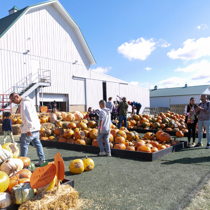 Westpointpumpkinpatch 404 1 Scaled Pumpkin Fest Chicago Westpoint Financial Group