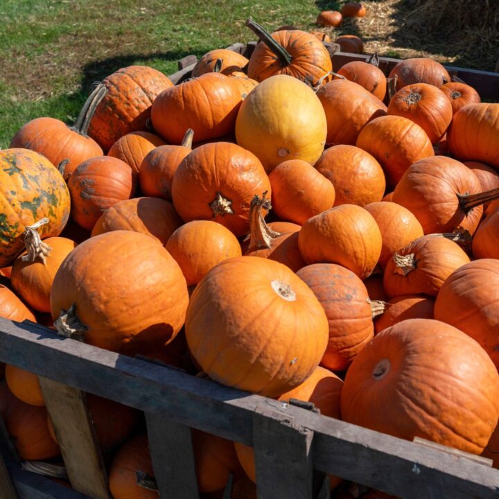 231001 Westpoint Goebberts Pumpkinappleorchard 2381 Pumpkin Fest Chicago Westpoint Financial Group